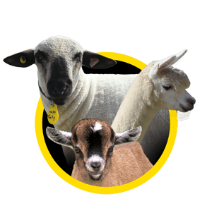 Sheep & goats